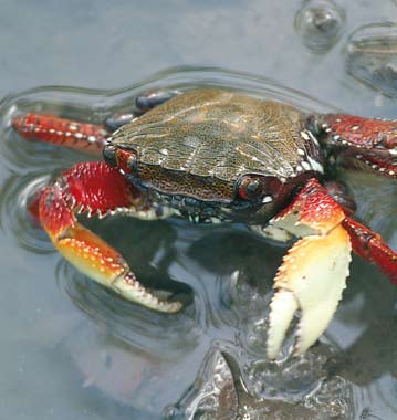 Crabes de Pâques à Rivière-Salée