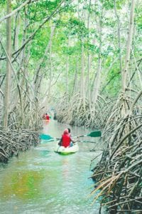 mangrove rivière-salée martinique