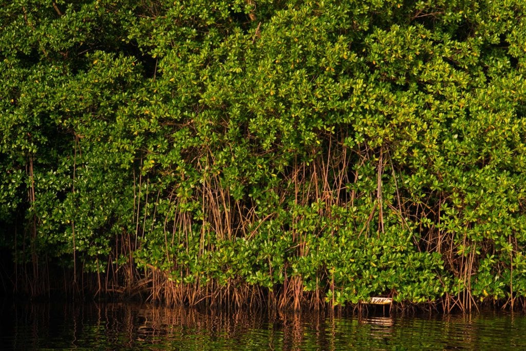 Rivière-Salée - Commune de Martinique - mangrove