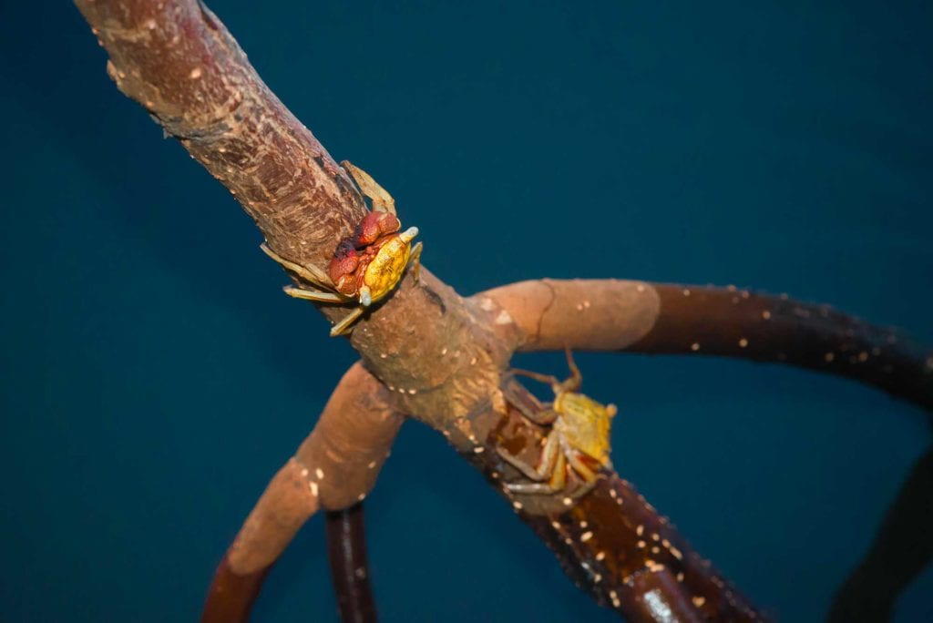 Rivière-Salée - Commune de Martinique - Crabes de mangrove