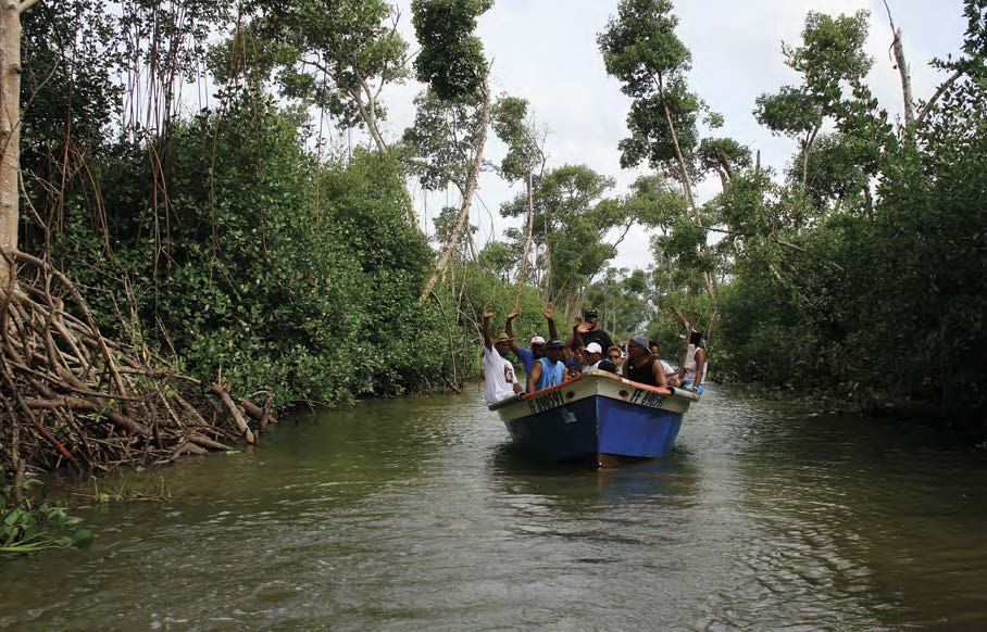 mangrove de rivière-salée