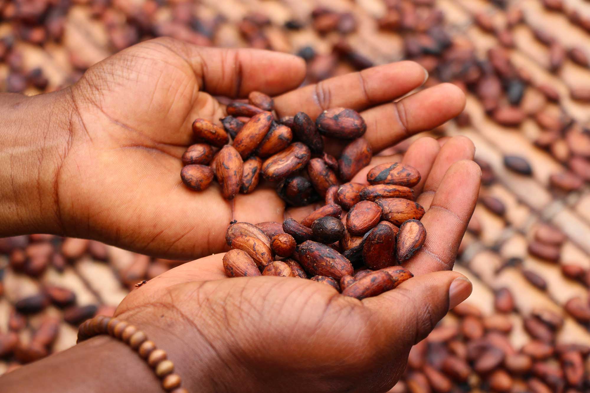 Le cacao en Martinique - Rivière-Salée