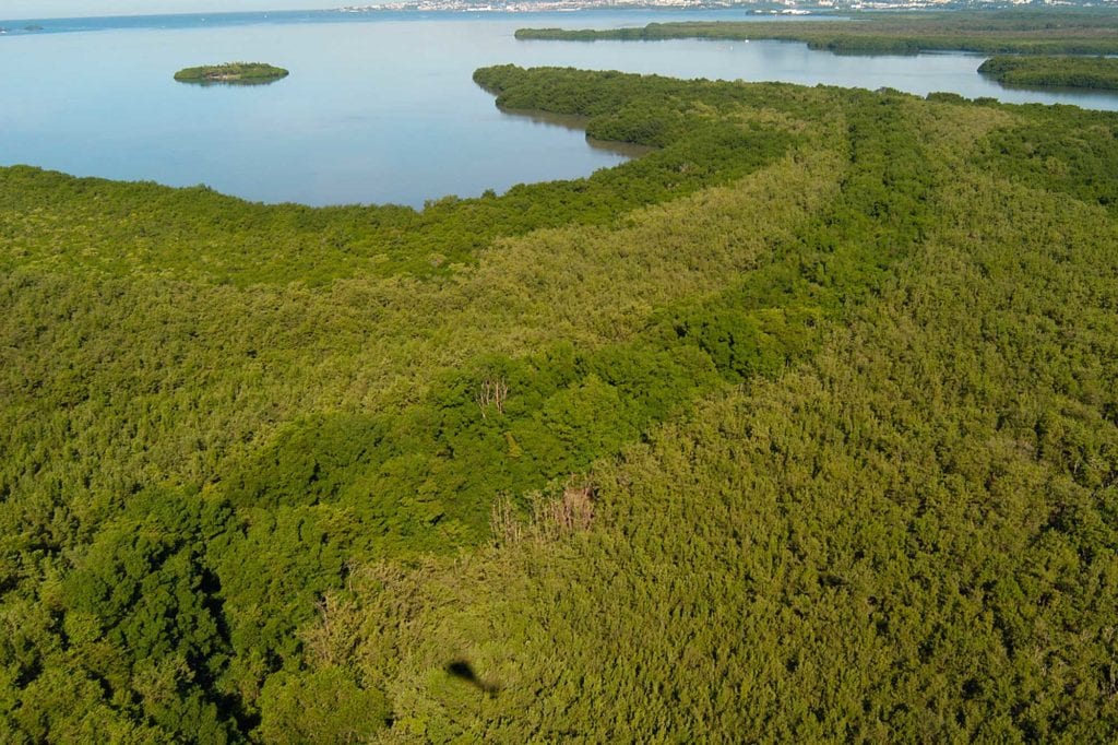 Images aériennes de la mangrove - Rivière-Salée